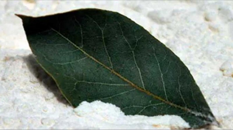 pianta dei miracoli