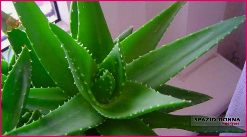 aloe vera