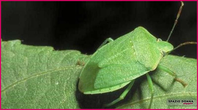 cimice-verde