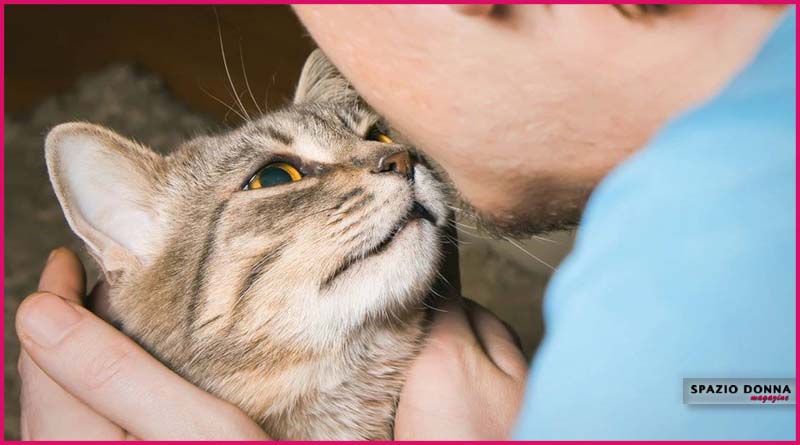 comportamento gatti